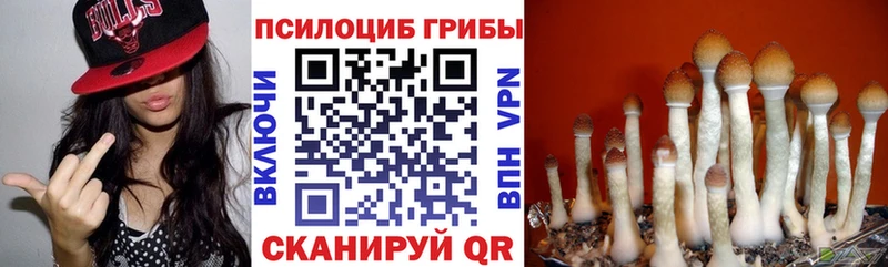 купить   Сосновый Бор  Псилоцибиновые грибы Cubensis 